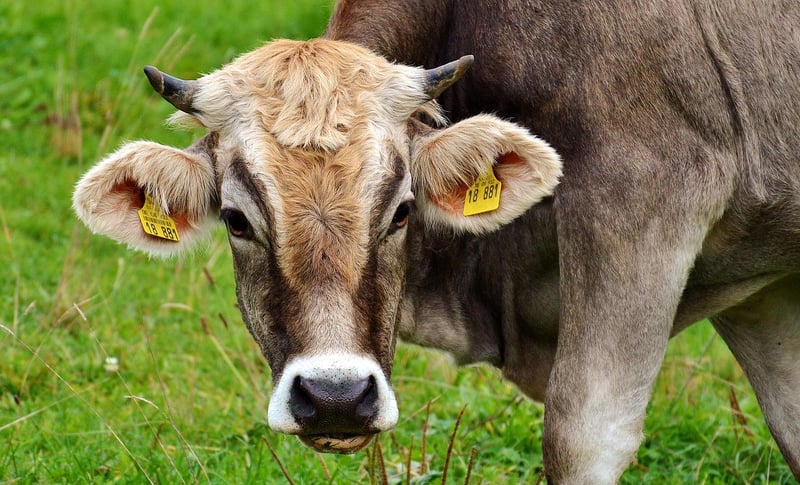 Grass-fed Cows
